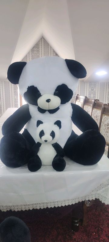 arginal yangi panda kotta