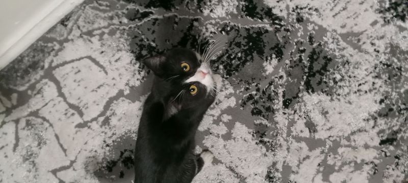 Кот Кот