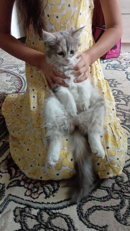Ласковый красивый котёнок Ласковый красивый котёнок