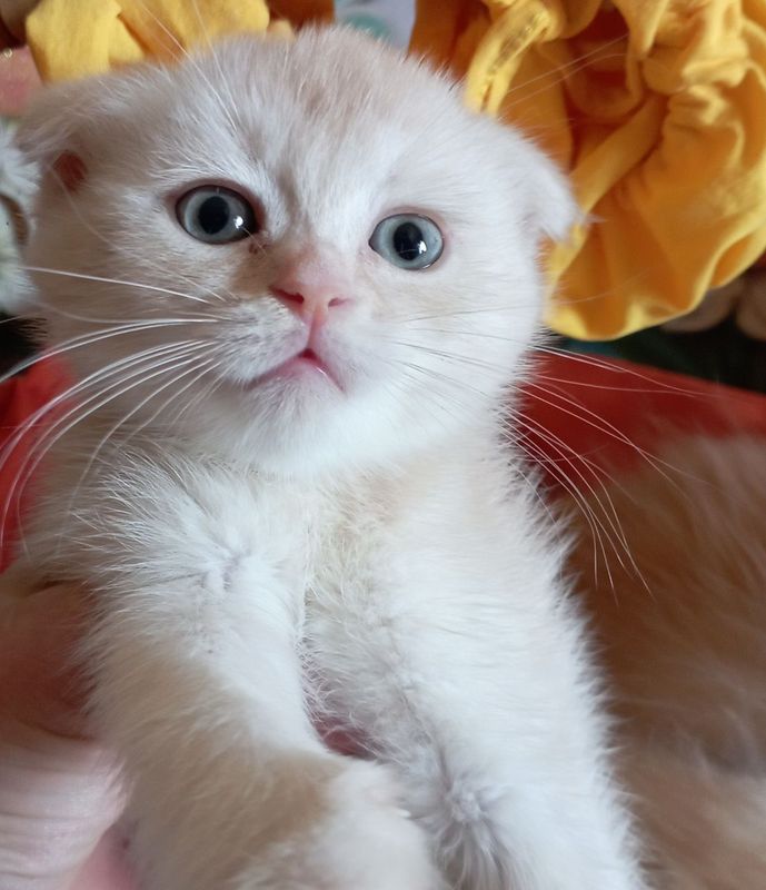 Вислоухие шотландские котята мальчики 2 мес.
