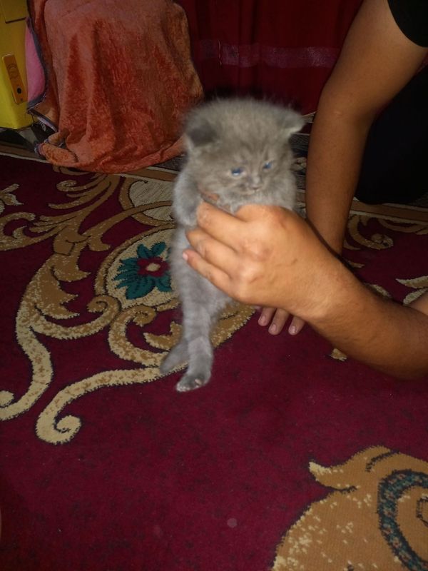 Кошка животное м Кошка животное м