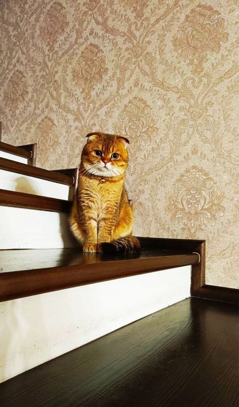 Вязка кота Золотая шиншилла. Scotsh fold