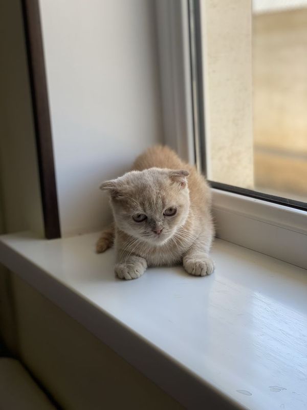 Кот и Кошка Шотландские