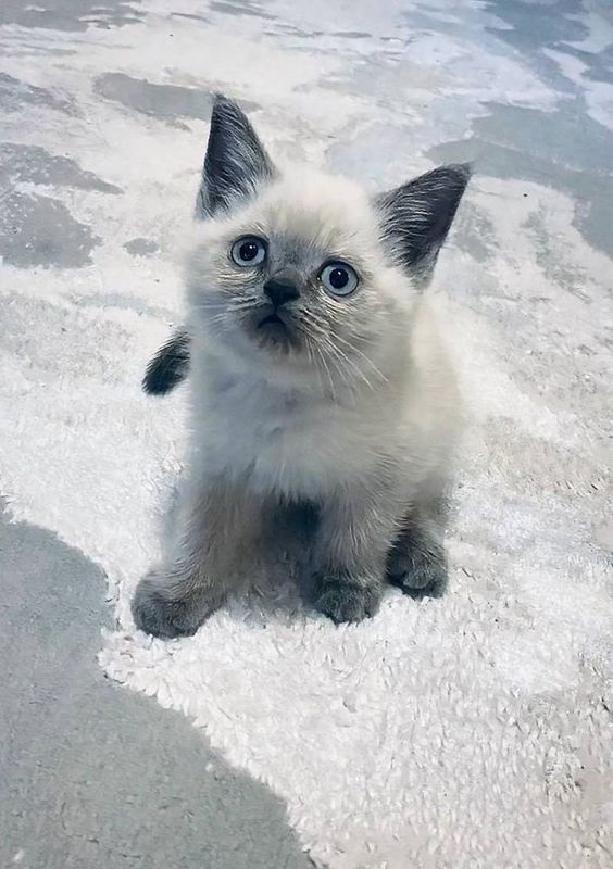Шотландский котик, редкого окраса Blue point Шотландский котик, редкого окраса Blue point