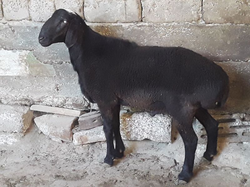 Яхши бокилган кучкорлар сотилади Яхши бокилган кучкорлар сотилади