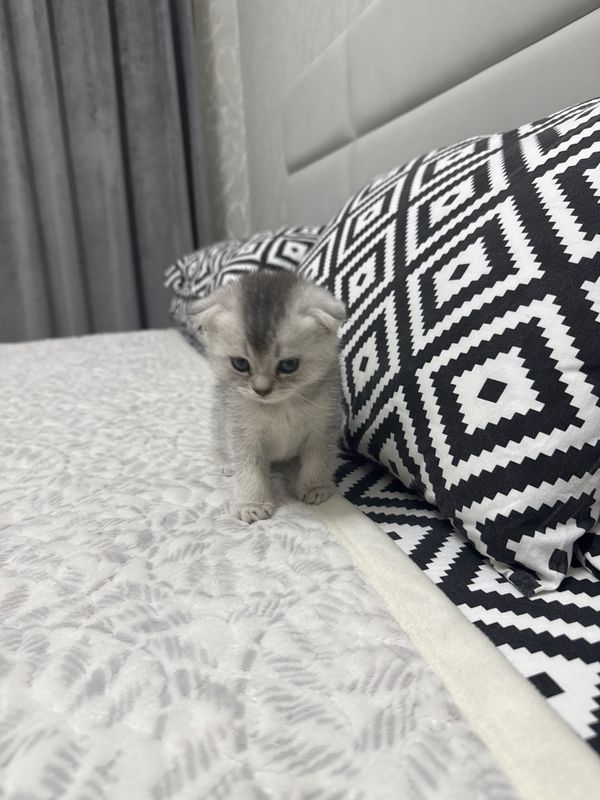 Котята , 1 мальчик 3 девочки Котята , 1 мальчик 3 девочки