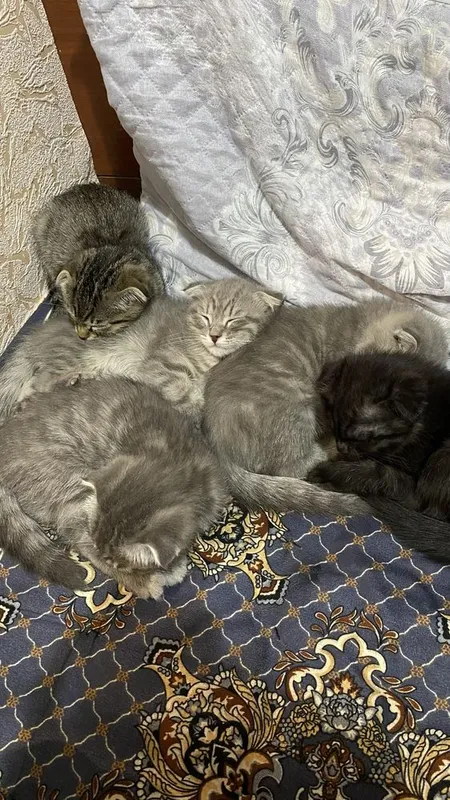 Котёнки 50$ Mushukchalar 50$