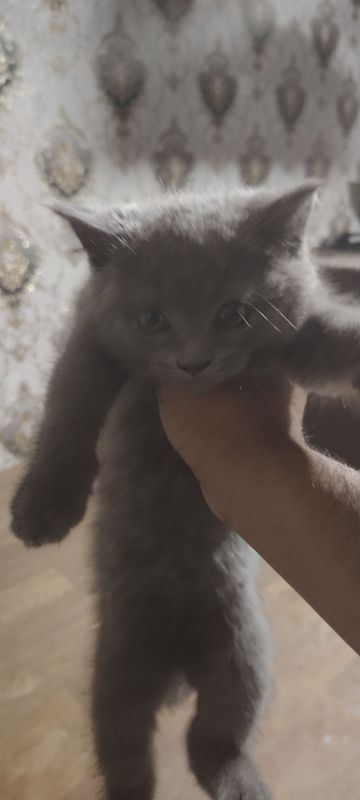 Mushuk bolasi sotiladi Mushuk bolasi sotiladi
