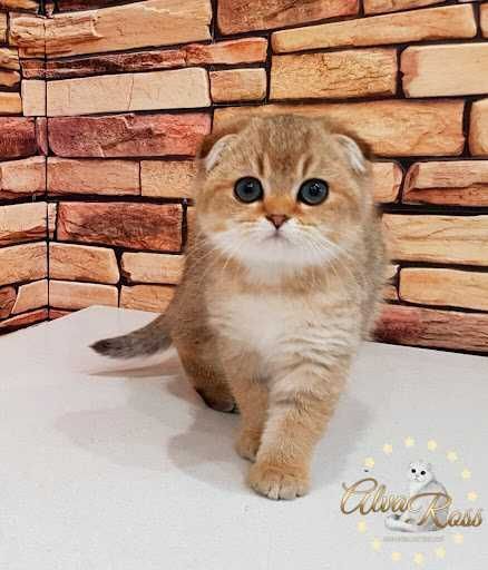 Shinshilla fold золотая шиншилла фолд безторга Shinshilla fold золотая шиншилла фолд безторга