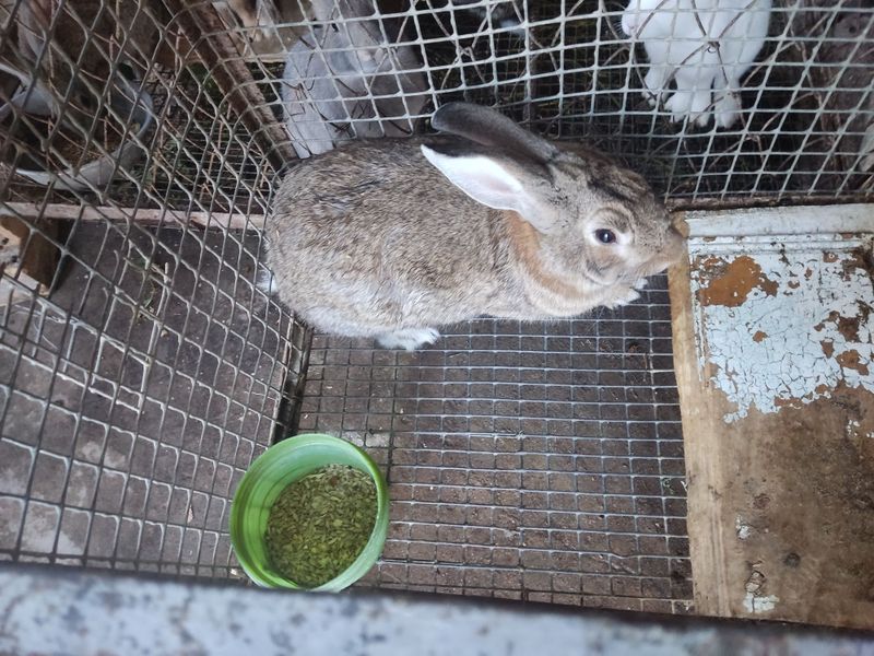 Quyonlar sotiladi,Kogon shahar Quyonlar sotiladi,Kogon shahar