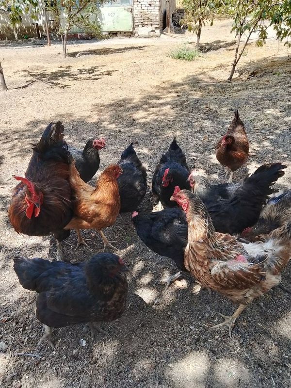 Tovuqlar sotiladi 2+10 soğlom tovuqlar