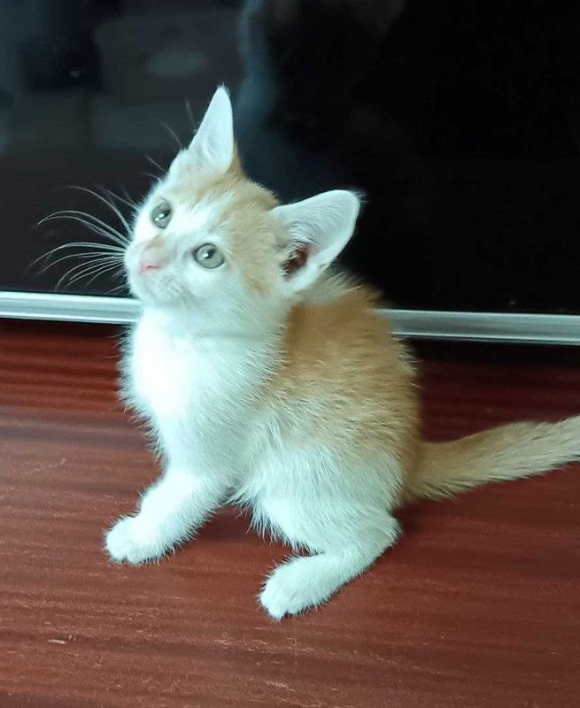 Продаю котенок(мальчик) Продаю котенок(мальчик)