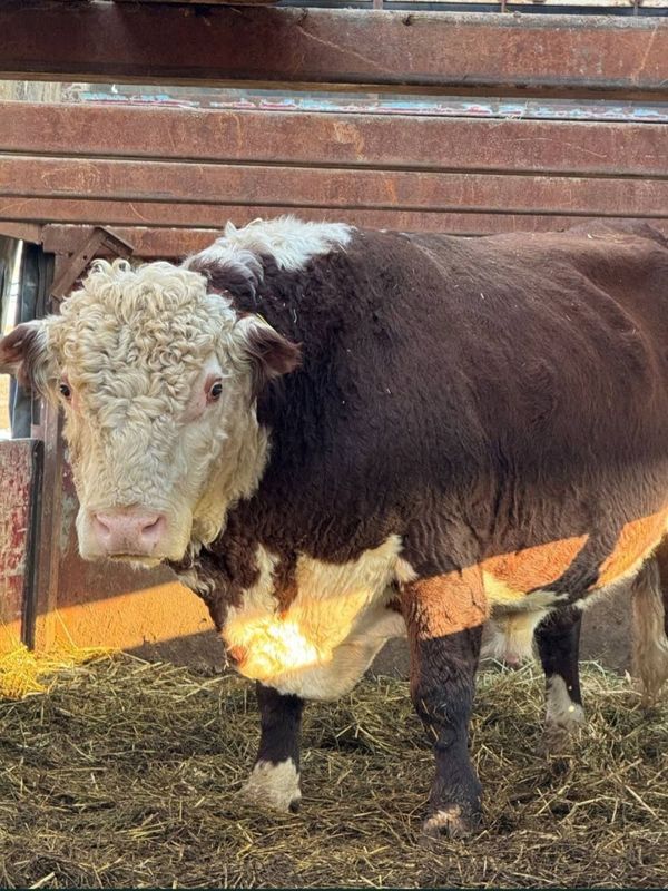 Qozog'istondan kelgan Angus Avlikol, Semintal sotiladi Qozog'istondan kelgan Angus Avlikol, Semintal sotiladi