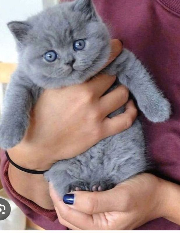 Срочно продаются котята
