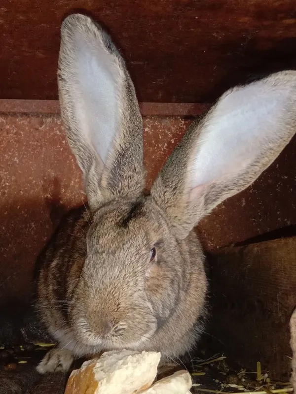 Продам кроликов разных пород все кролики здоровые прививки зделаны Продам кроликов разных пород все кролики здоровые прививки зделаны