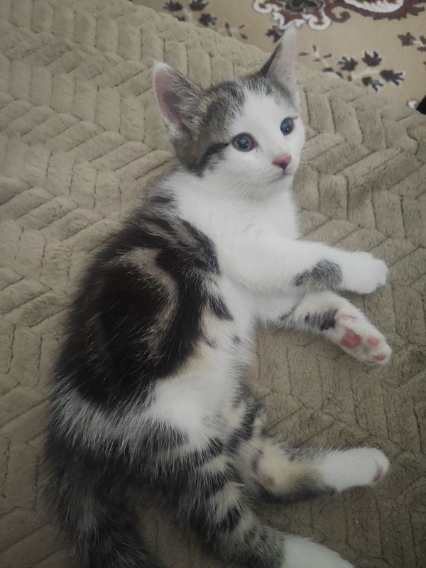 Котенок Виталик ) Котенок Виталик )