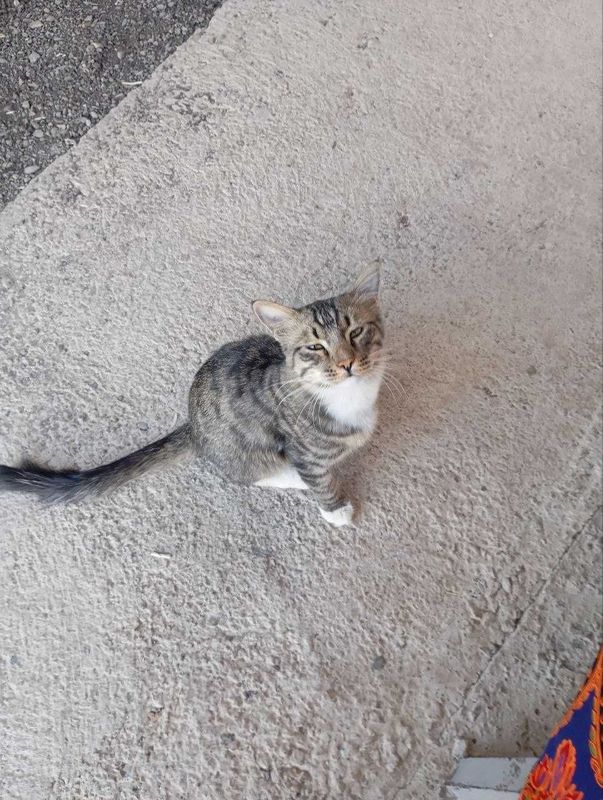 Отдам котика в добрые руки Отдам котика в добрые руки