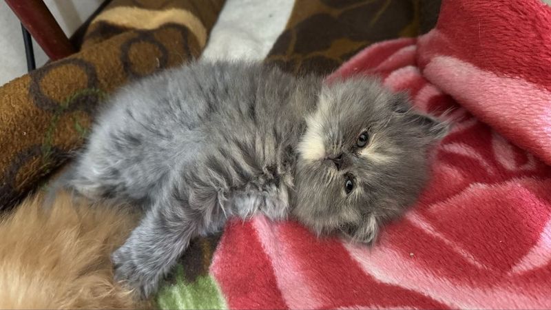 Пародистые котята