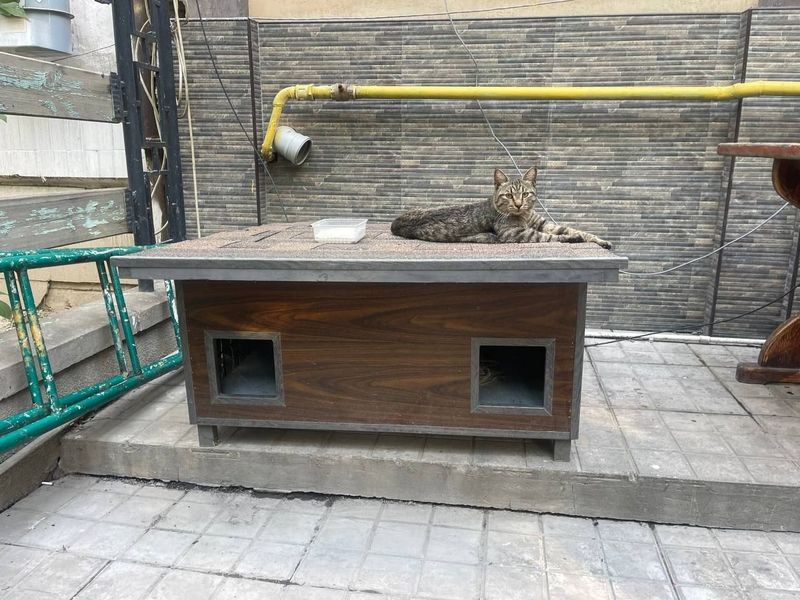 Вальер для кошек Вальер для кошек