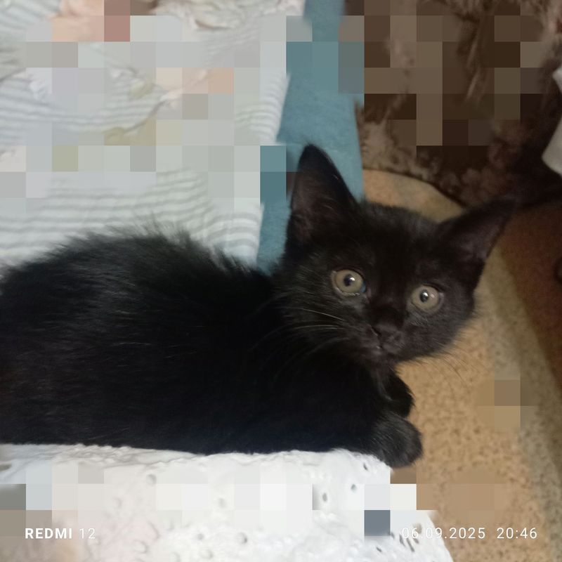 Котенок девочка очень игривая