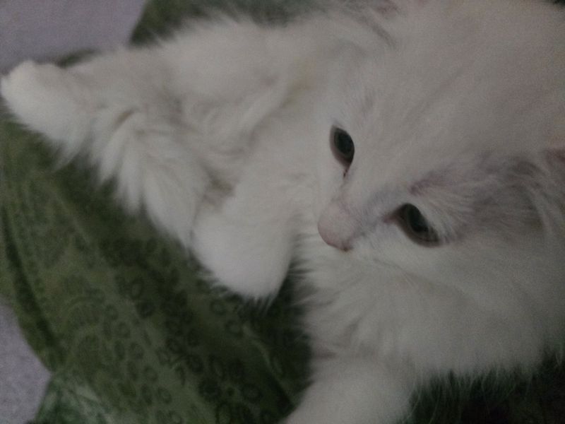 Oq mushuk sotiladi Oq mushuk sotiladi