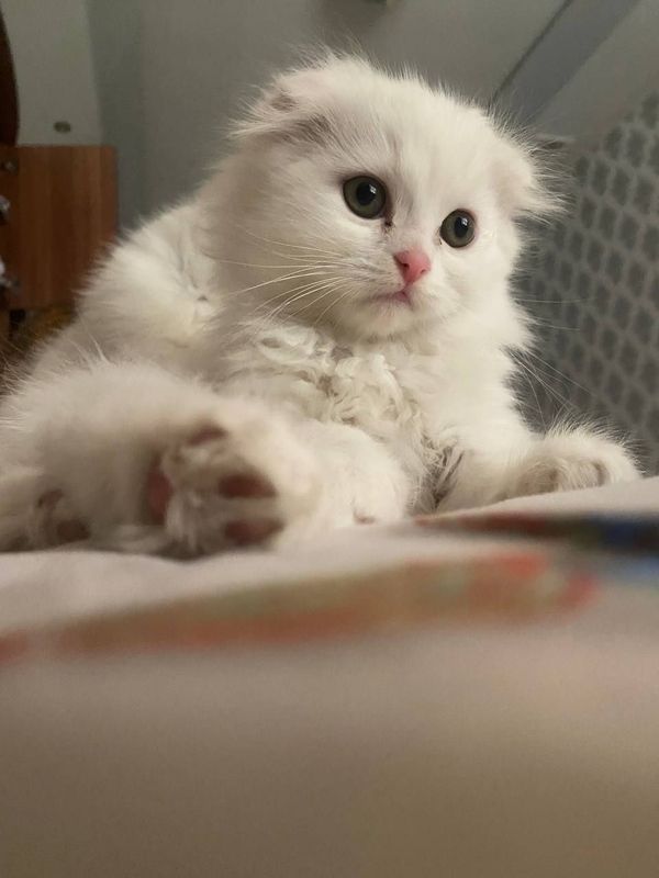 Продам котят чистокровных фолдов