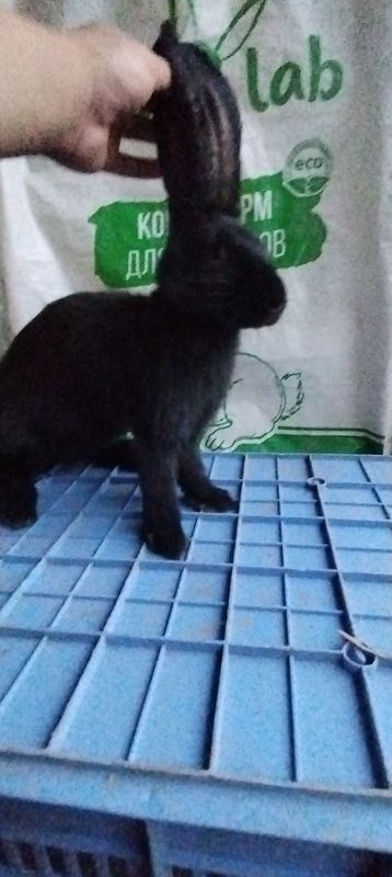Strakachla sames sotlad 2 oyli Strakachla sames sotlad 2 oyli