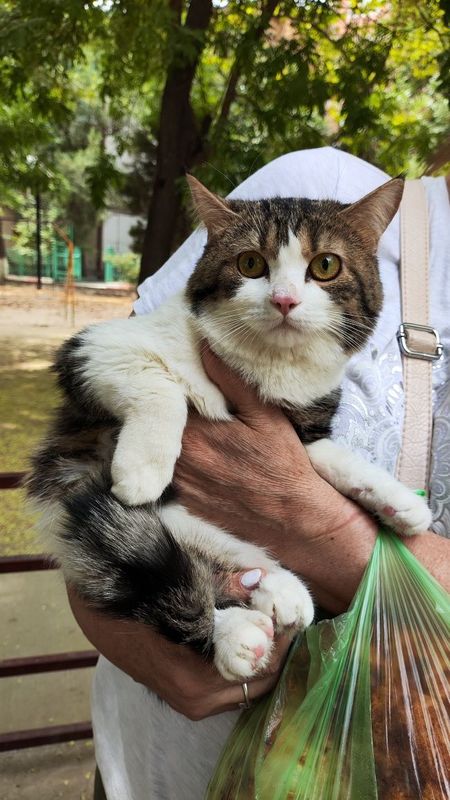 Котик 8 месяцев пристраивается Котик 8 месяцев пристраивается