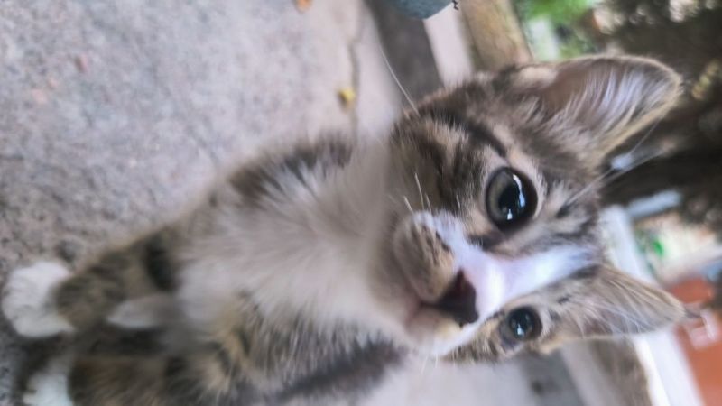 Yaxshi mushuk bolasi. Котонек хорошей кошечки