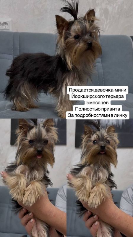 Продам йоркширский терьер Продам йоркширский терьер
