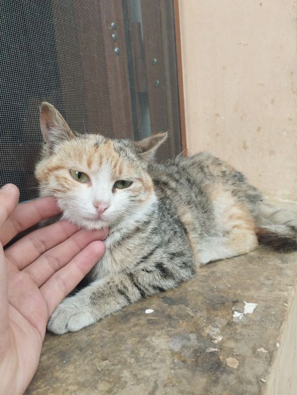 Mushuk bepulga beriladi Mushuk bepulga beriladi