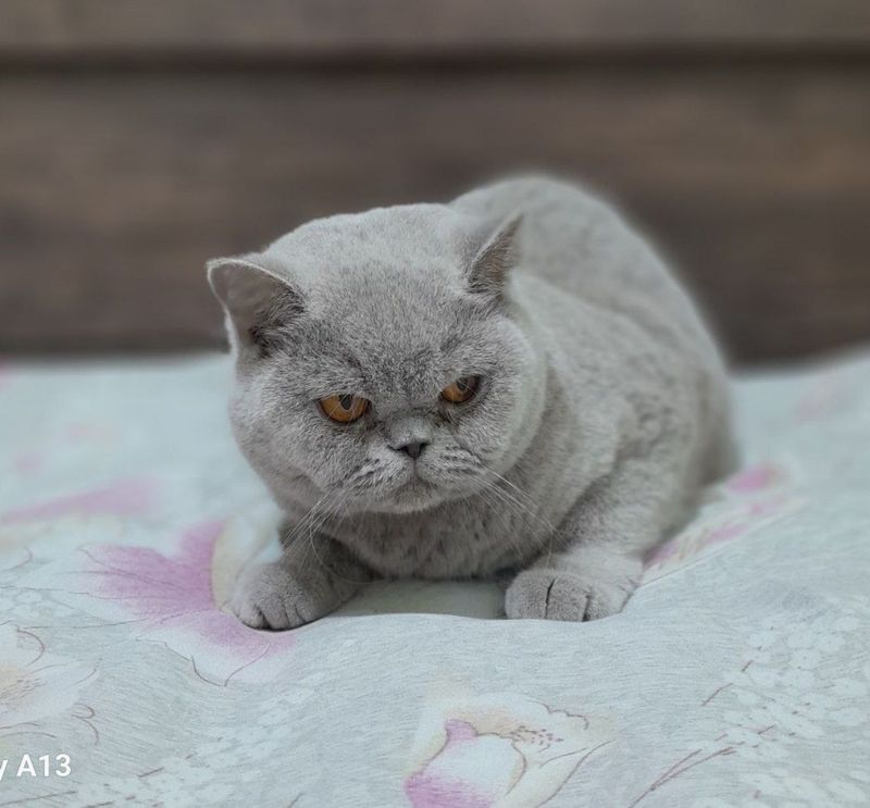 Продаётся породистый котенок Продаётся породистый котенок