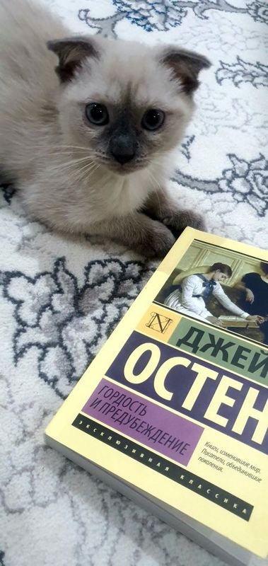 Мушукча сотилади, кошечка продаётся