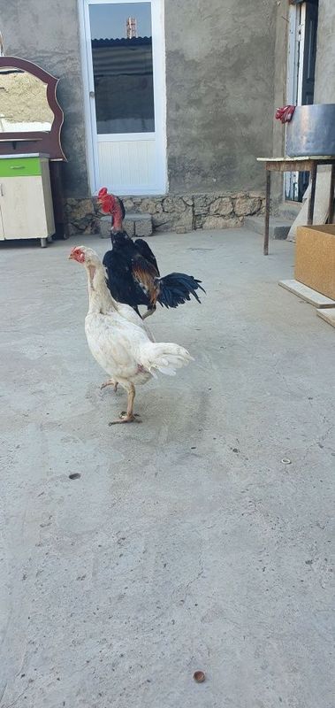 Dakan xo'roz va oq mokiyon sotiladi Dakan xo'roz va oq mokiyon sotiladi
