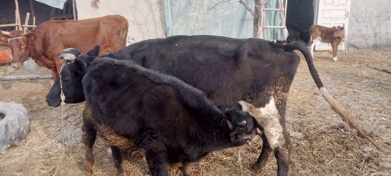 Ona bola sigir sotiladi bolasi buqacha qornida bolasi xam bor