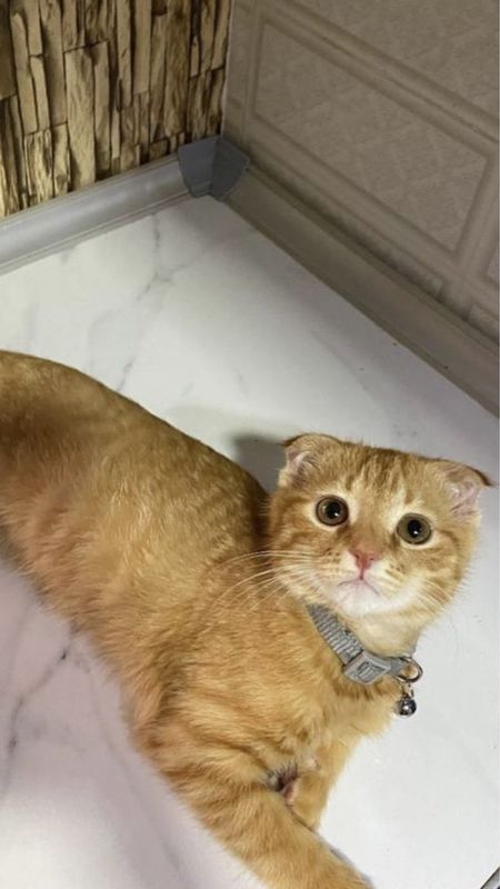 Scottish fold sotlad Scottish fold sotlad