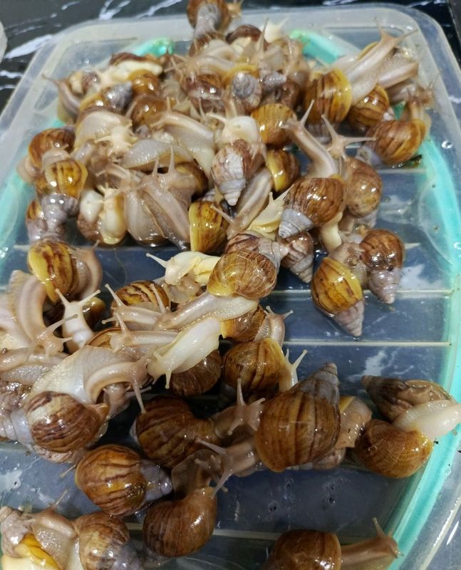 5 mingdan sotaman kichkina lari ham bor arzonga berib yuboraman
