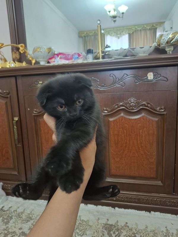 Чистокровная Шоколадня котёнок Чистокровная Шоколадня котёнок