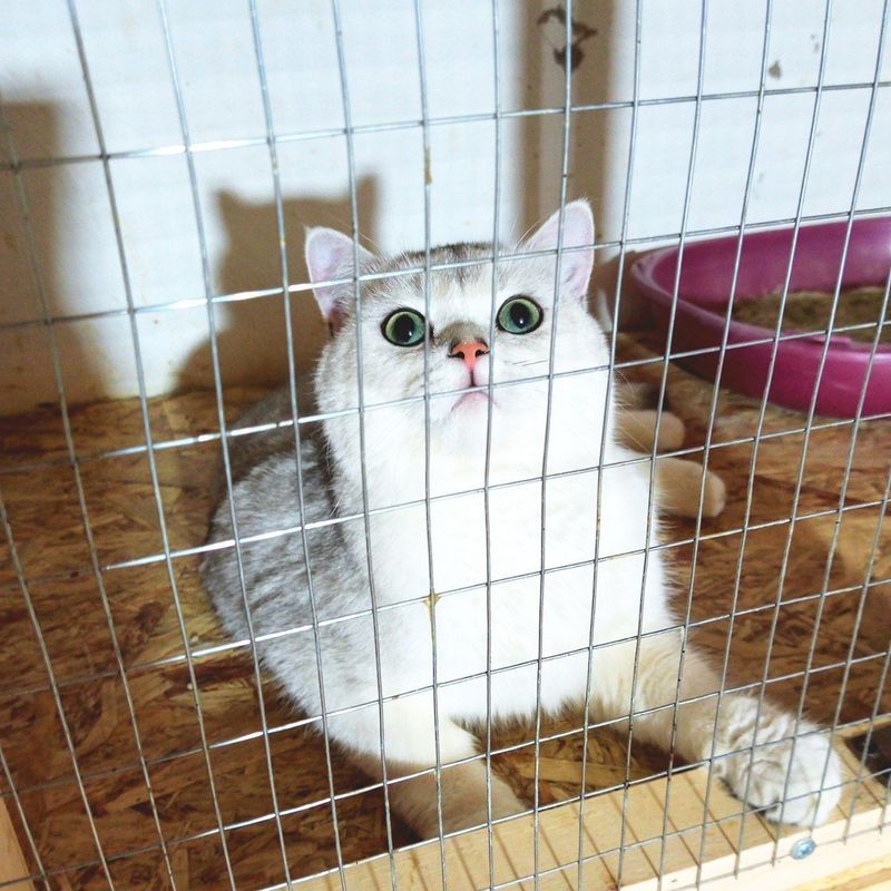 ВЯЗКА Серебристый кот шиншилла ВЯЗКА Серебристый кот шиншилла