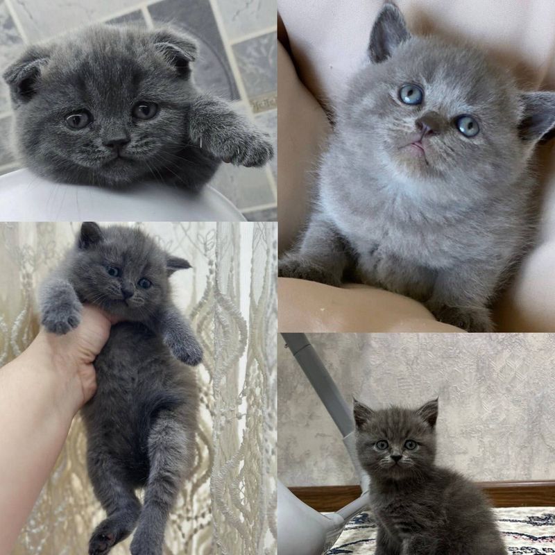 Продаются котята шотландцы страйт и фолд Продаются котята шотландцы страйт и фолд