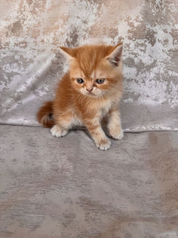 страйт котенка мальчик