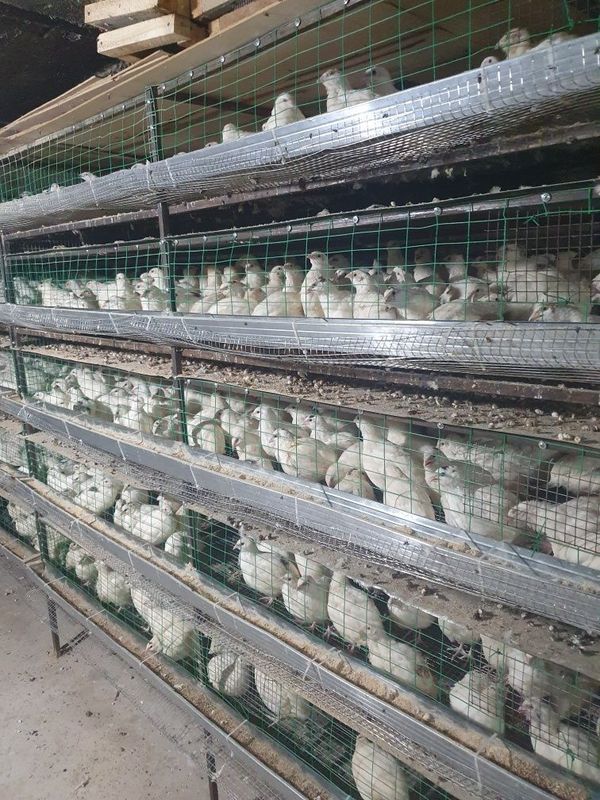 Bedana beli gegan