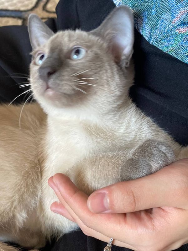 Чистокровные сиамские котята мальчики Чистокровные сиамские котята мальчики