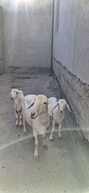 Ona bola qoʻy sotiladi