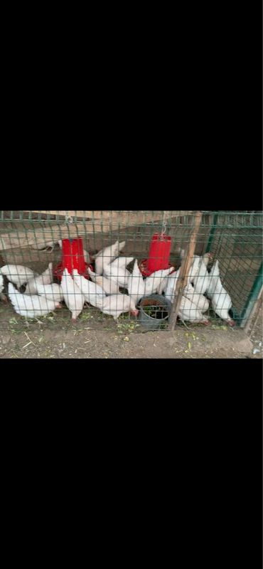 продажа живые куры и яйце продажа живые куры и яйце