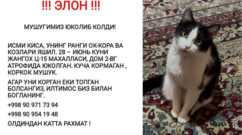 Пропала кошка пожалуйста прочитайте объявления Пропала кошка пожалуйста прочитайте объявления