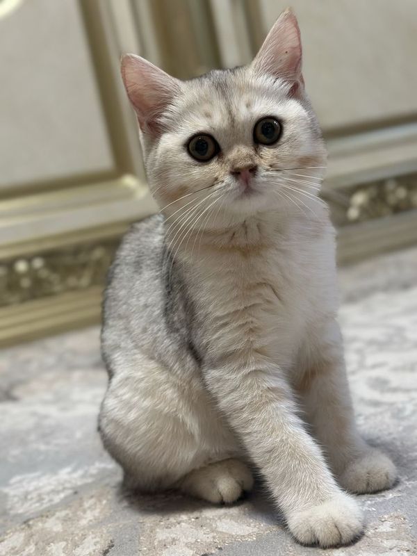 Серебристый шиншилла