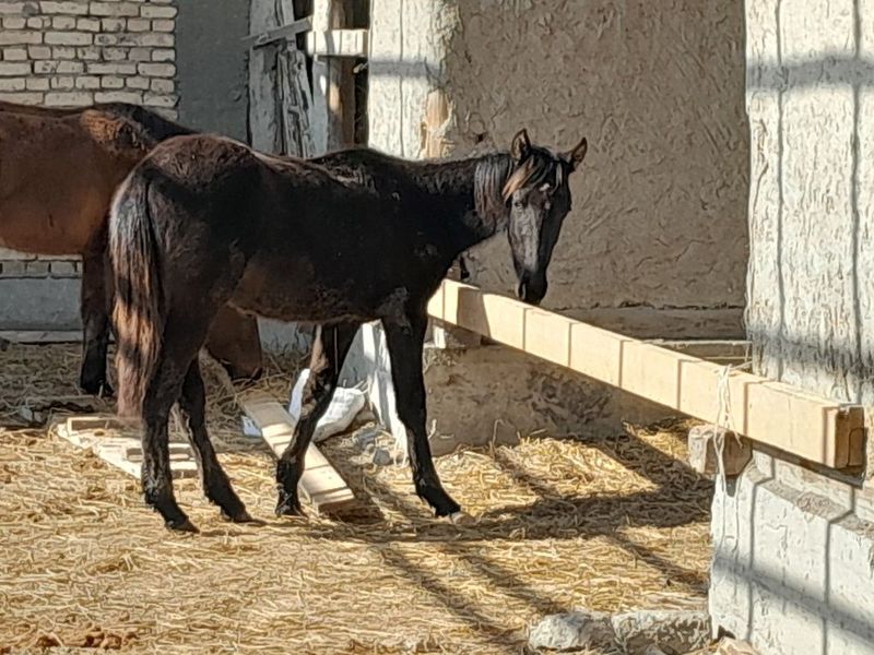 Erkak va moda toylar sotiladi