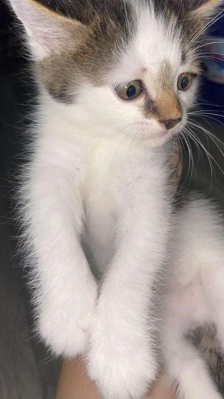 красивых котят в добрые руки красивых котят в добрые руки
