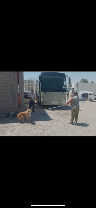 Daydi itlar tutish hizmati.